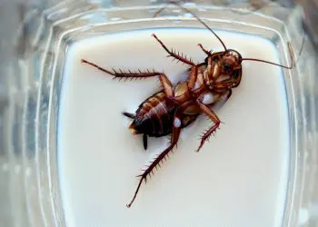 Cockroach Milk is Superfood