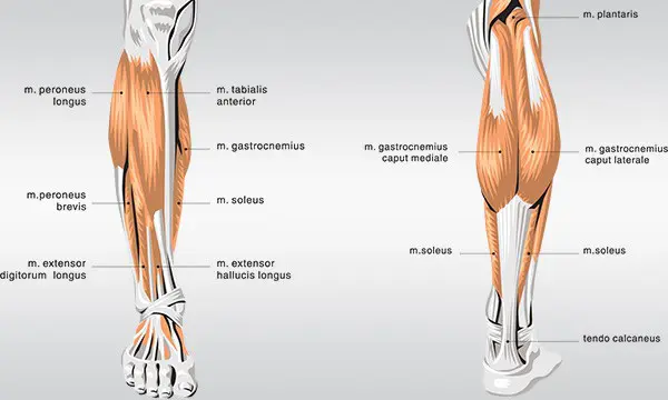 Anatomy of Calves Muscles