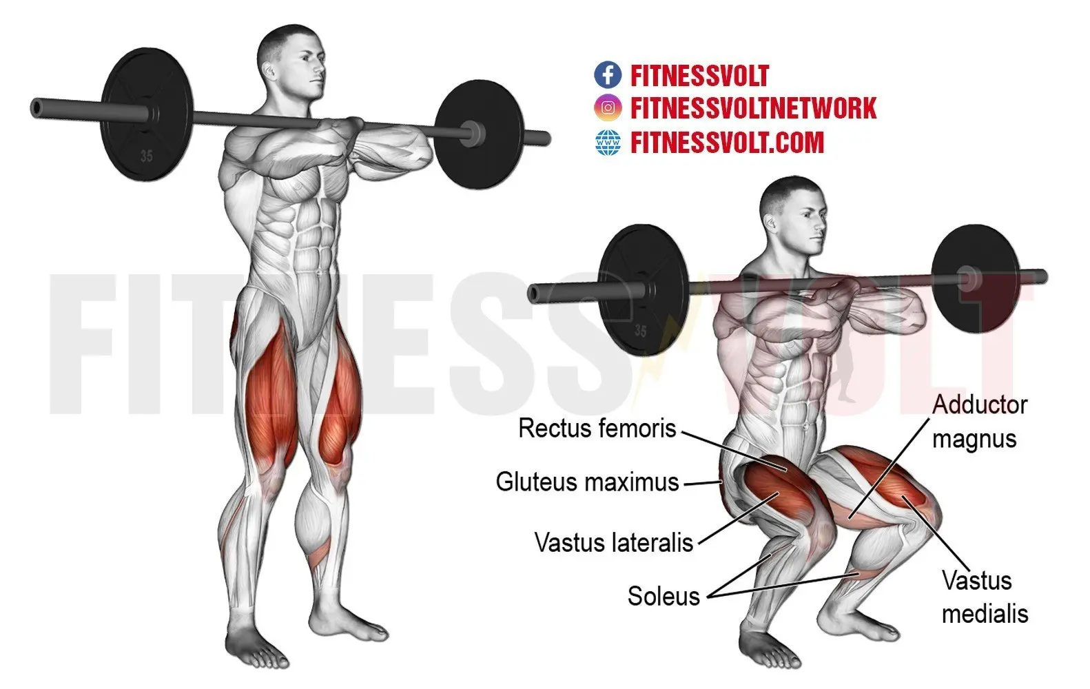 Barbell Front Squat (Legs) – Fitness Volt