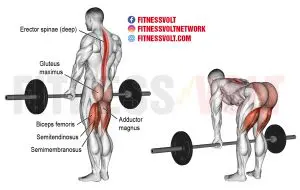 Barbell Straight Back Stiff Leg Deadlift (