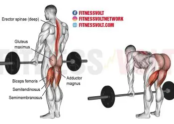 Barbell Straight Back Stiff Leg Deadlift (