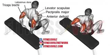Transform Your Triceps: Bent-Knee Bench Dip Guide