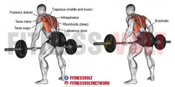 Bent-Over Barbell Row