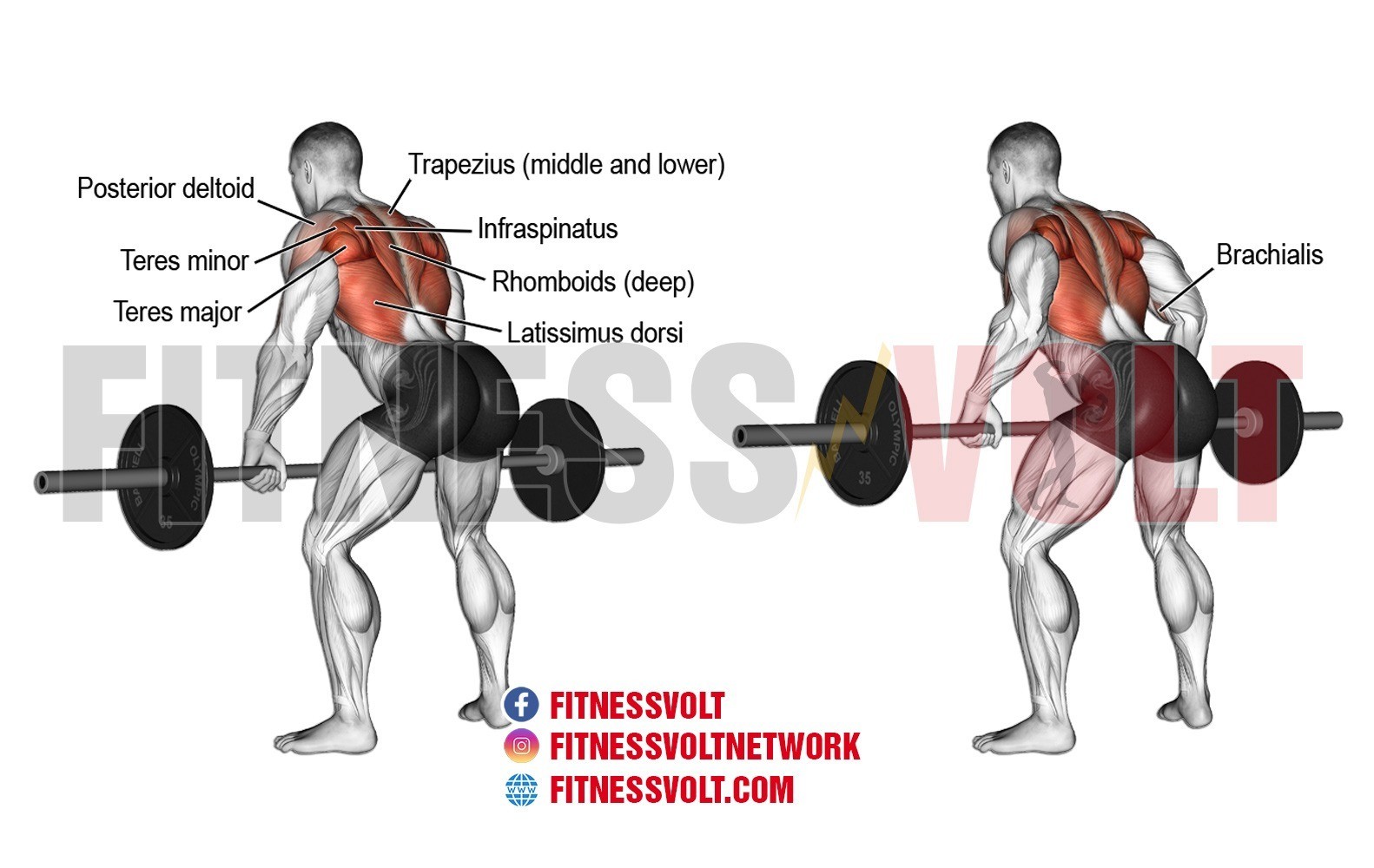 Barbell Row Muscles
