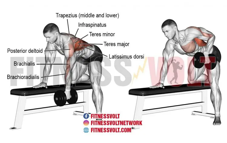 Bent-Over Dumbbell Row (Back)