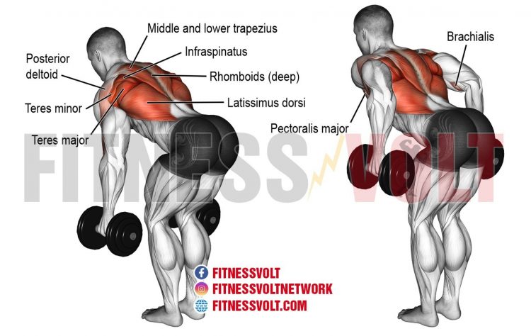 Bent-over Dumbbell Rows