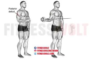 Cable External Rotation