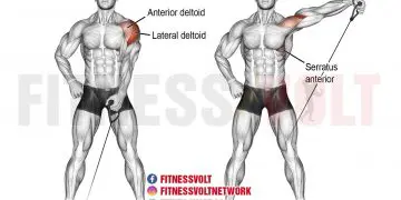 Cable Lateral Raises
