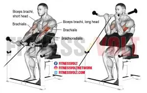 Cable preacher curl