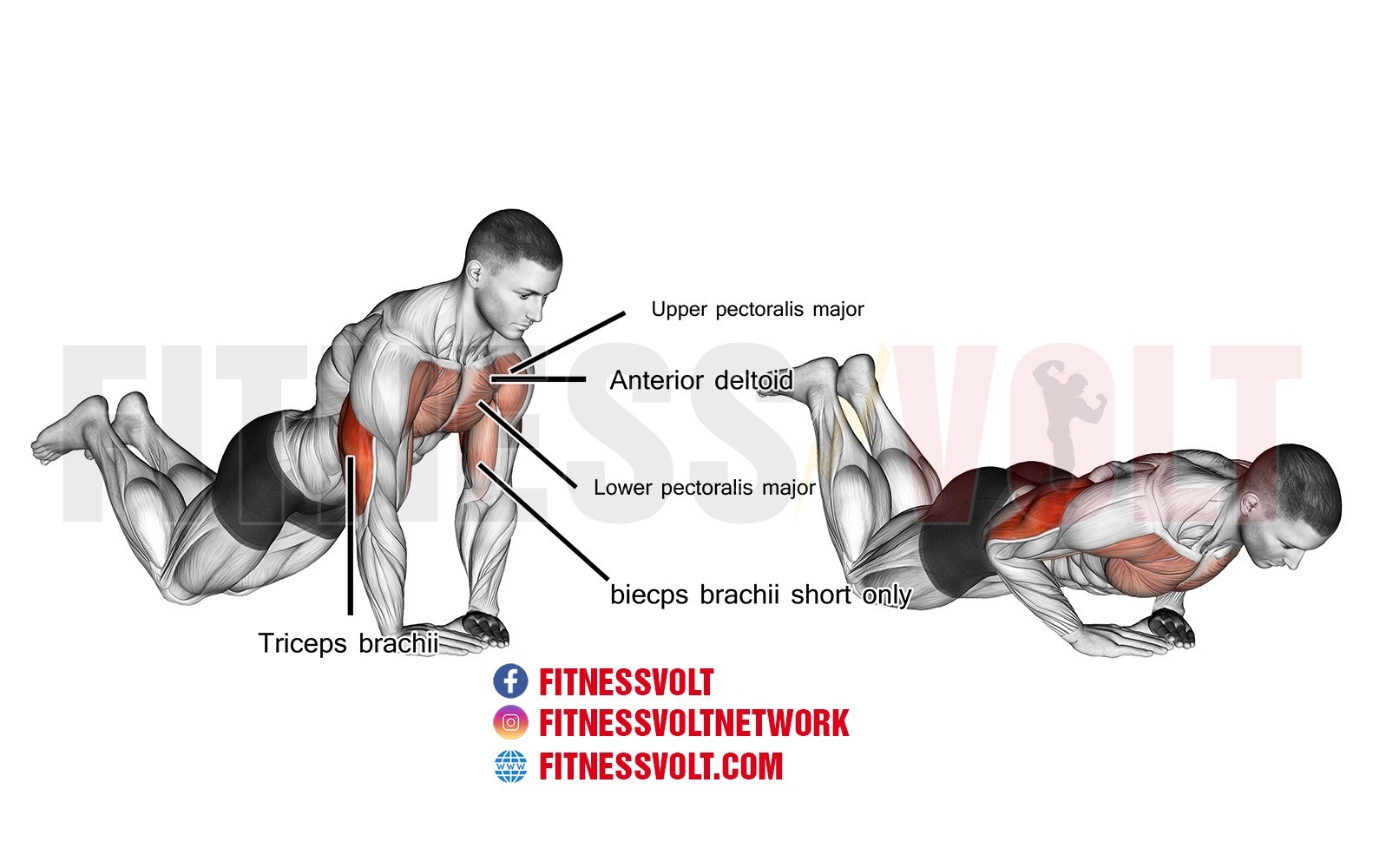 Diamond Push-Up On Knees (Triceps, Chest)  Exercise Guides and Videos –  Fitness Volt
