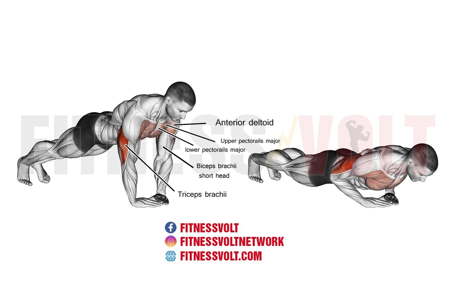 Diamond Push Up Triceps Chest Exercise Guides And Videos Fitness 7443