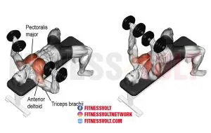 Dumbbell Bench- Press