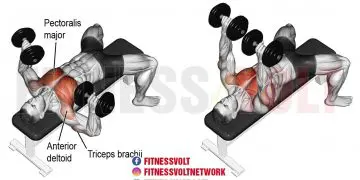 Dumbbell Bench- Press