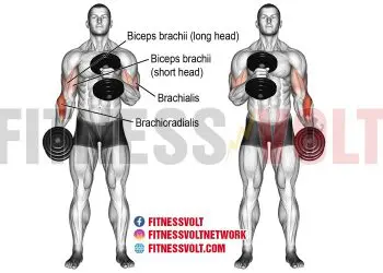 Dumbbell Cross Body Hammer Curl