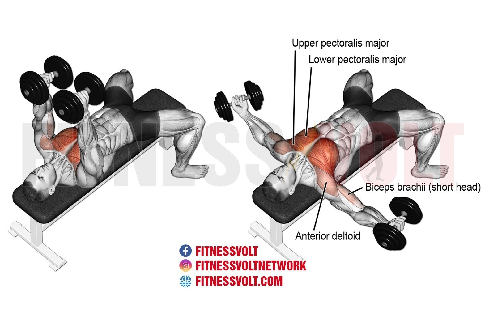 Lying Dumbbell Fly Hot Sale, Up To 67% Off | Www.visitlescala.com