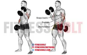 Dumbbell Hammer Curl