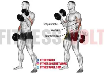 Dumbbell Hammer Curl