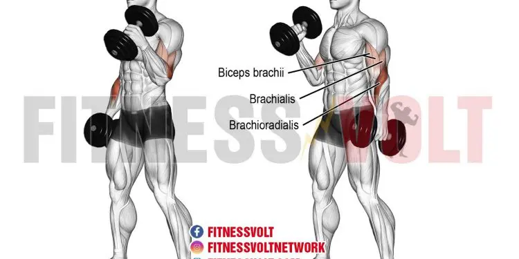 Dumbbell Hammer Curl