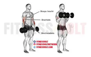 Dumbbell reverse curls