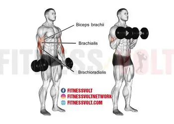 Dumbbell reverse curls