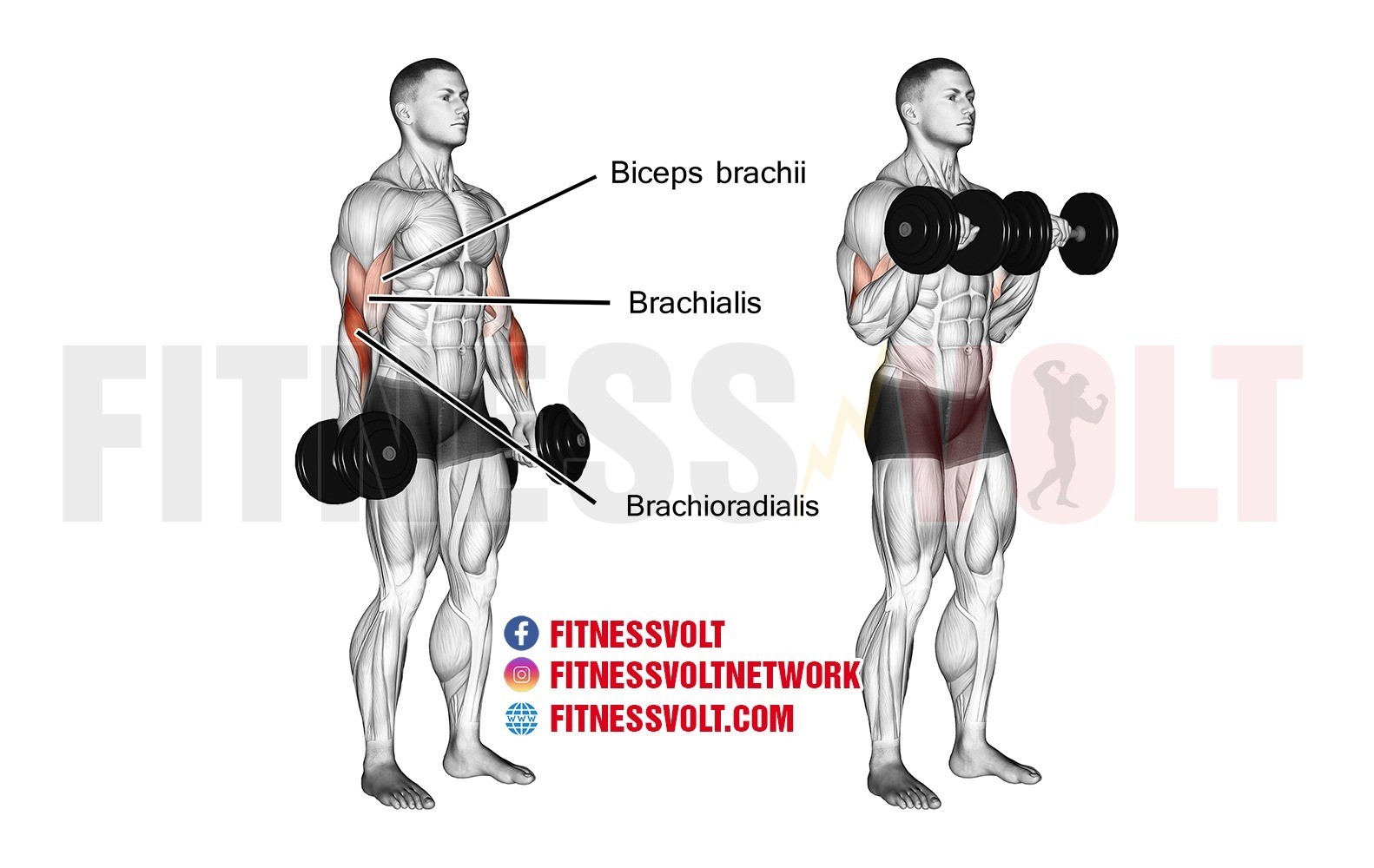 How To Do Dumbbell Curls And Bulk Up Your Biceps