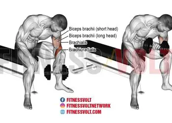 Dumbbell Concentration Curl