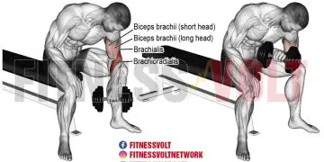 Dumbbell Concentration Curl