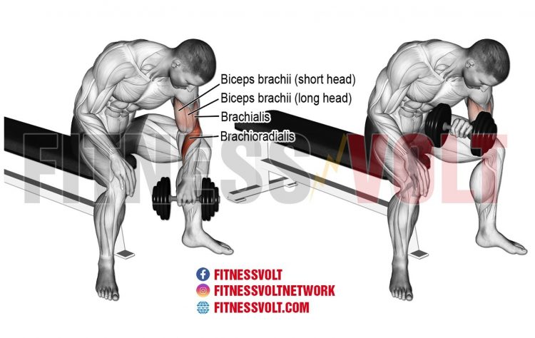 Dumbbell Concentration Curl