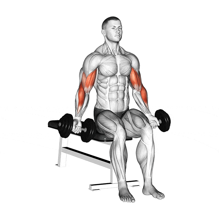 Dumbbell Seated Zottman Curl
