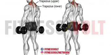Dumbbell Shrug: Master Your Trapezius for Stronger Shoulders