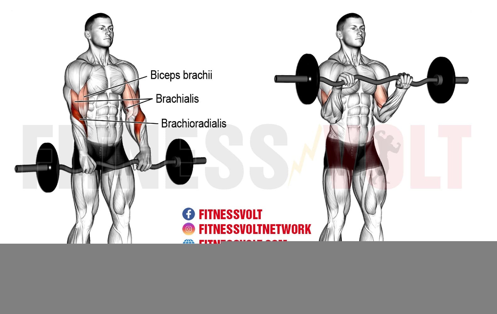 Ez Bar Reverse Curl Biceps Brachialis And Brachioradialis Exercise Guides And Videos Fitness Volt