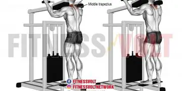 Gripless Shrug: Target Your Traps & Upper Back Muscles