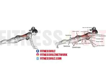 High Bird Dog Plank: Strengthen Your Core & Glutes Effectively