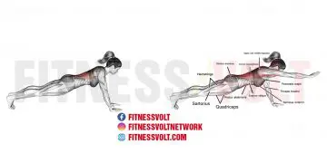 High Bird Dog Plank: Strengthen Your Core & Glutes Effectively