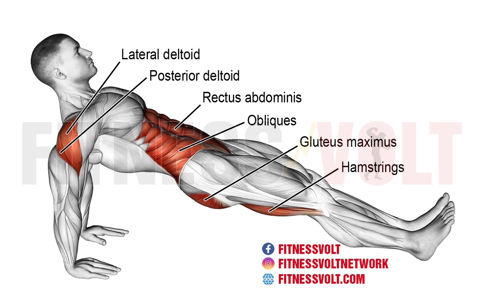 What Muscles Do Plank Taps Work At Karrie Keane Blog