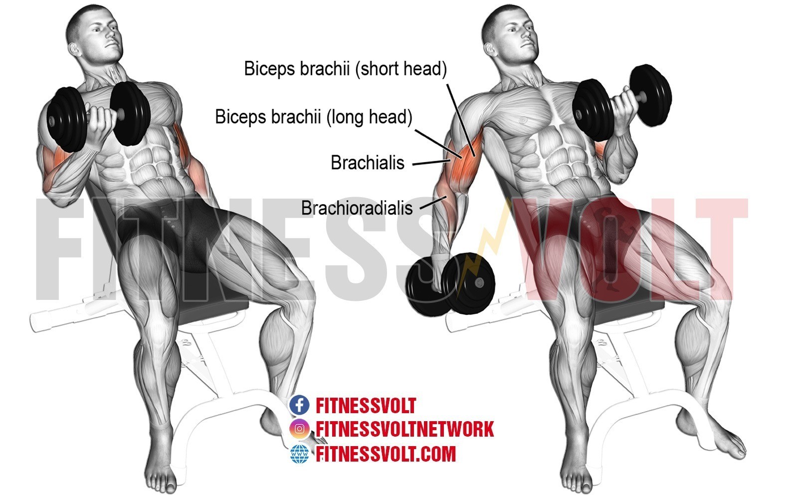 Incline Dumbbell Curl (Biceps) – Fitness Volt