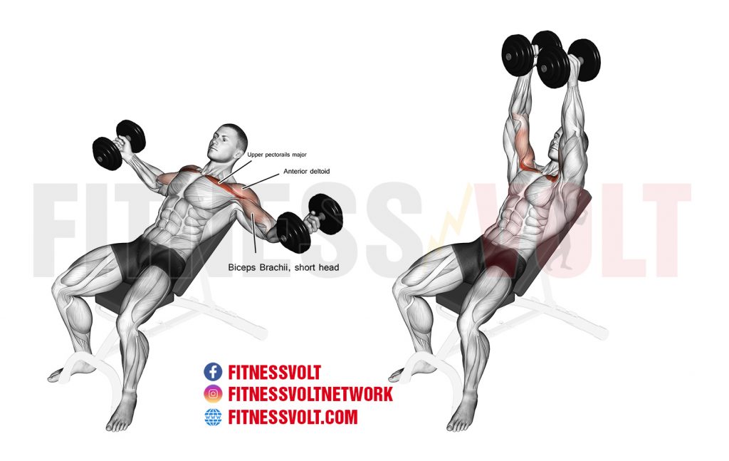 How to Do a Dumbbell Incline Fly: Muscles Worked, Benefits, and ...