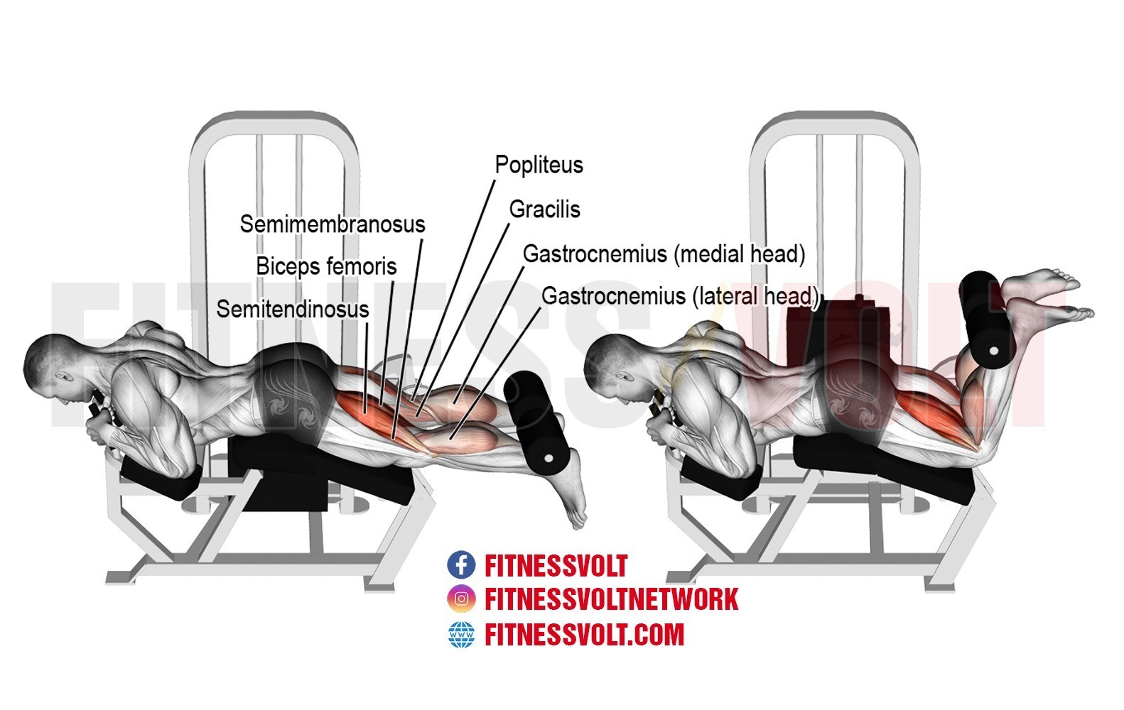 How to Do Lying Leg Curl: Form, Variations, and Common Mistakes – Fitness  Volt