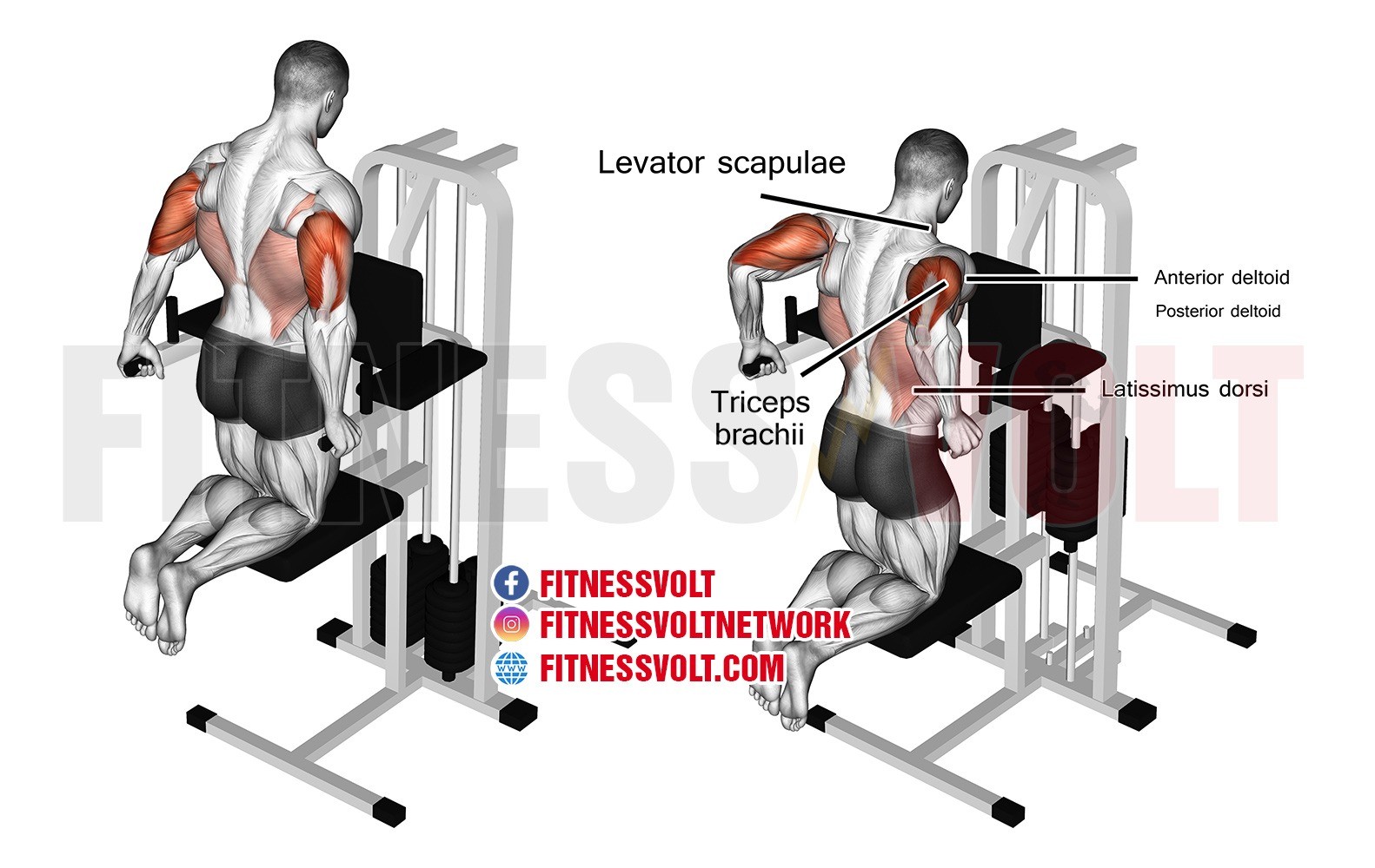 Seated Tricep Dips Muscles Worked Cabinets Matttroy