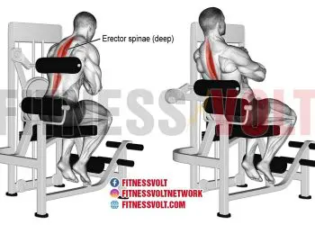Strengthen Your Erector Spinae with Effective Back Extensions