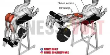 Ultimate Reverse Hyperextension: Sculpt Your Glutes & Core