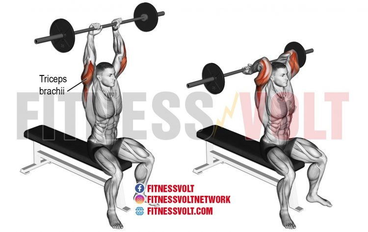 Overhead Barbell Tricep Extension Triceps Exercise Guides And