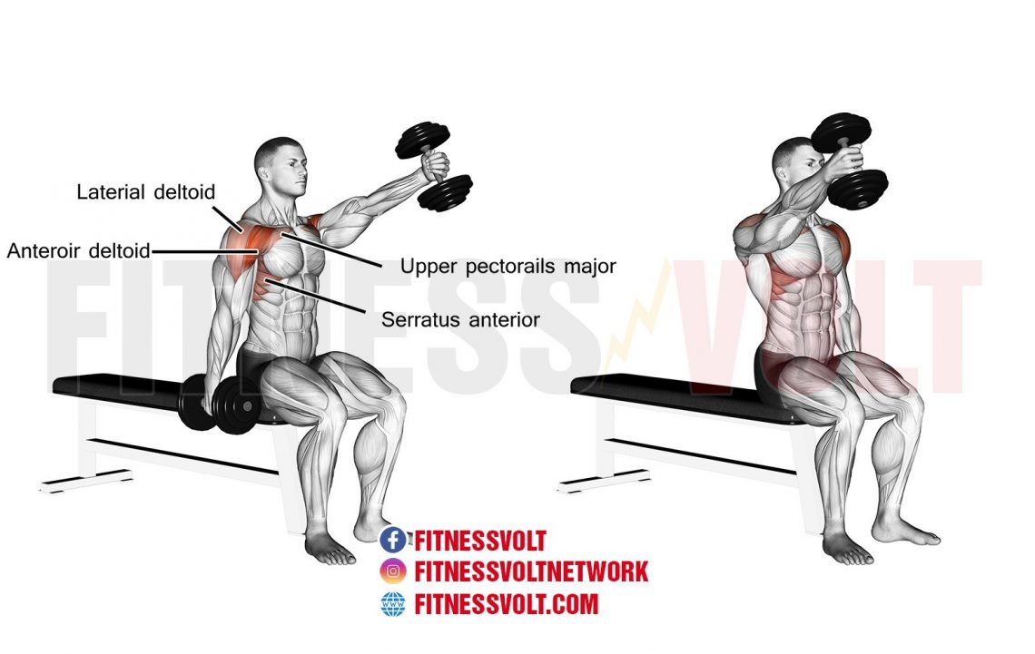 Seated Alternating Dumbbell Front Raise (Shoulders) – Fitness Volt