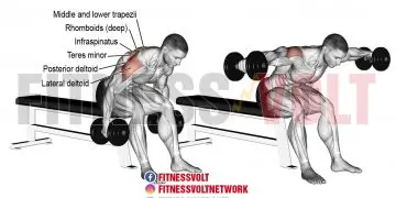 Seated Bent-Over Lateral Raise: Target Your Shoulder Muscles