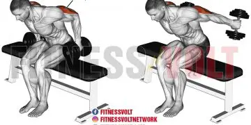 Seated Bent-over Two-arm Dumbbell Kickback: Maximize Triceps Development