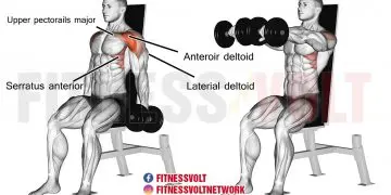 Seated Dumbbell Front Raise: Target Your Shoulders Effectively