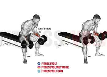 Seated Dumbbell Wrist Curl: Strengthen Your Forearm Muscles