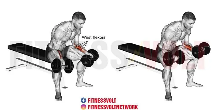 Seated Dumbbell Wrist Curl: Strengthen Your Forearm Muscles