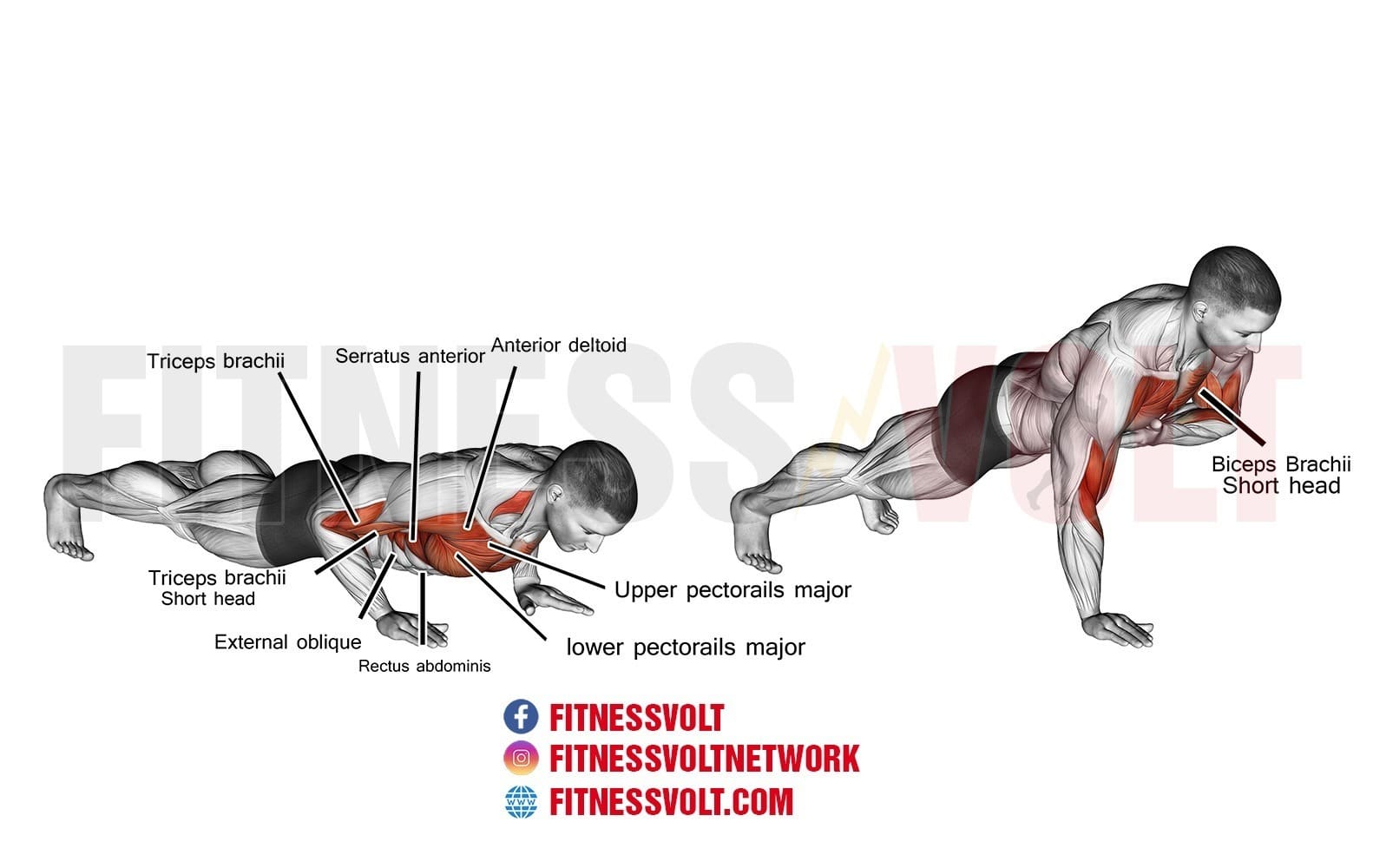 Muscles Push Ups Target At Andrea Mcclelland Blog