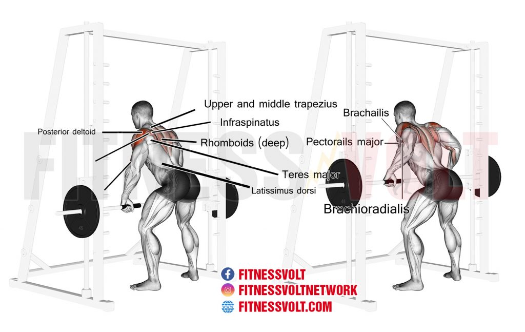 back workout smith machine